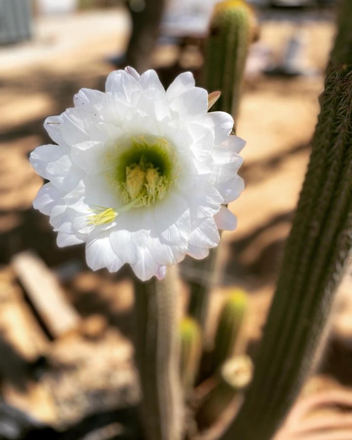 Ecovino Valle De Guadalupe Εξωτερικό φωτογραφία